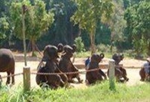 Elephant Safari & Long Neck - 1 Day Tour